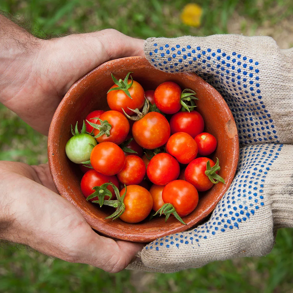 Tomates cherry frescos en una cazuela