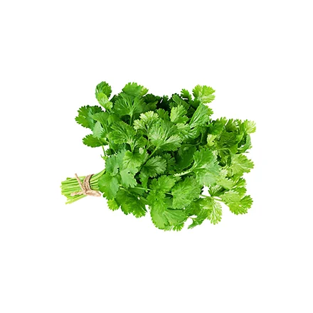 Cilantro