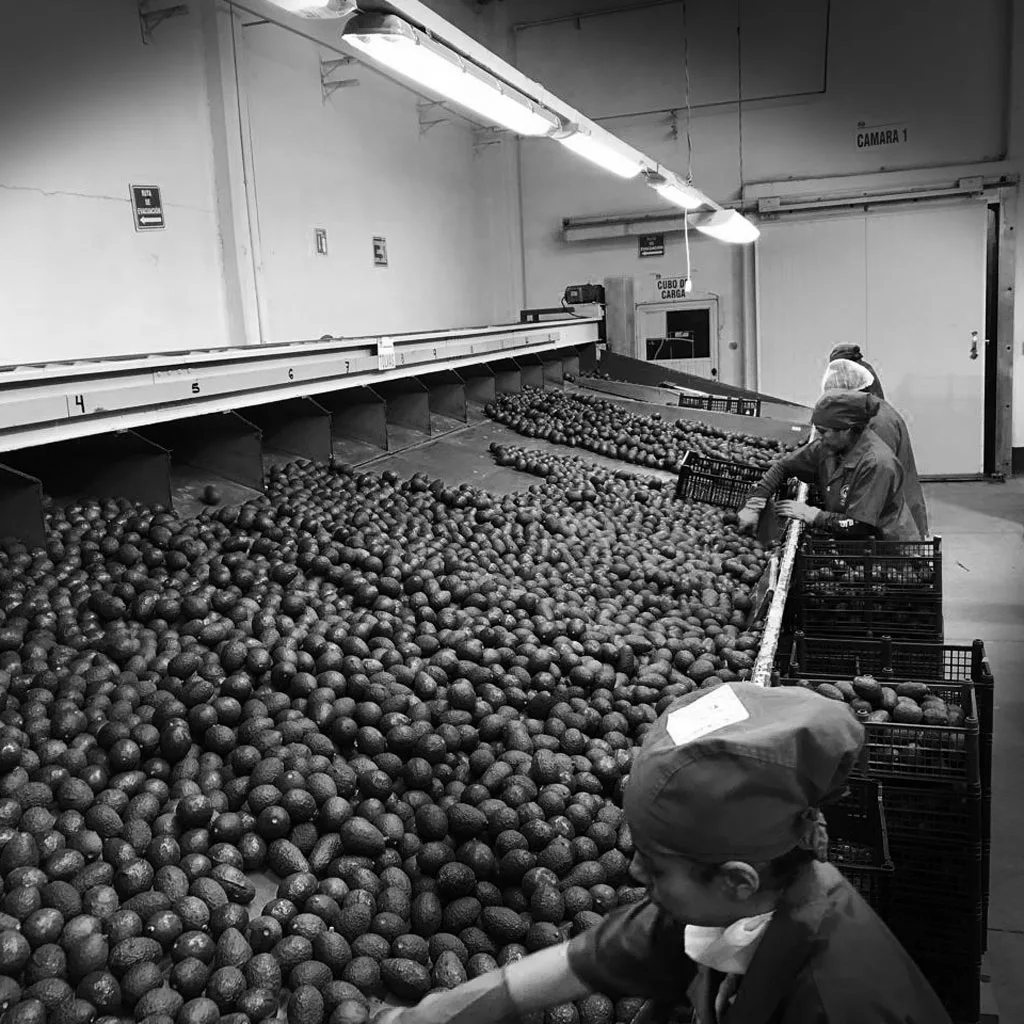 Personal clasificando aguacate en la línea de selección de Grupo Vermex